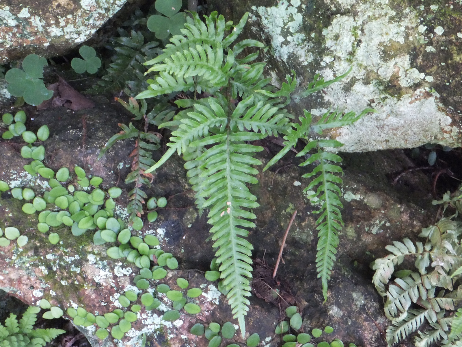 Pteris dispar