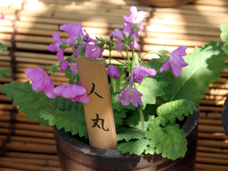 Primula sieboldii  'Hitomaru'