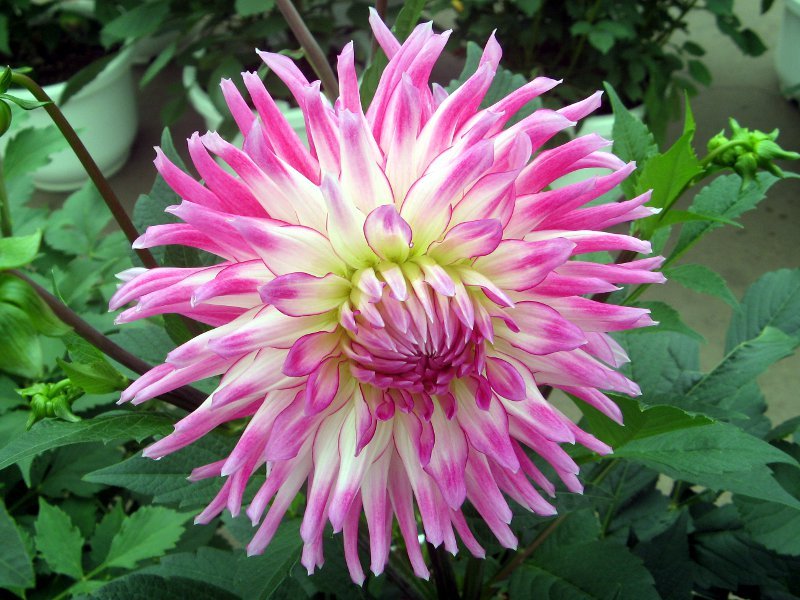 Dahlia