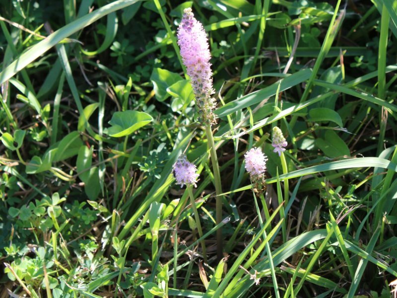 ツルボ Barnardia Japonica かぎけん花図鑑