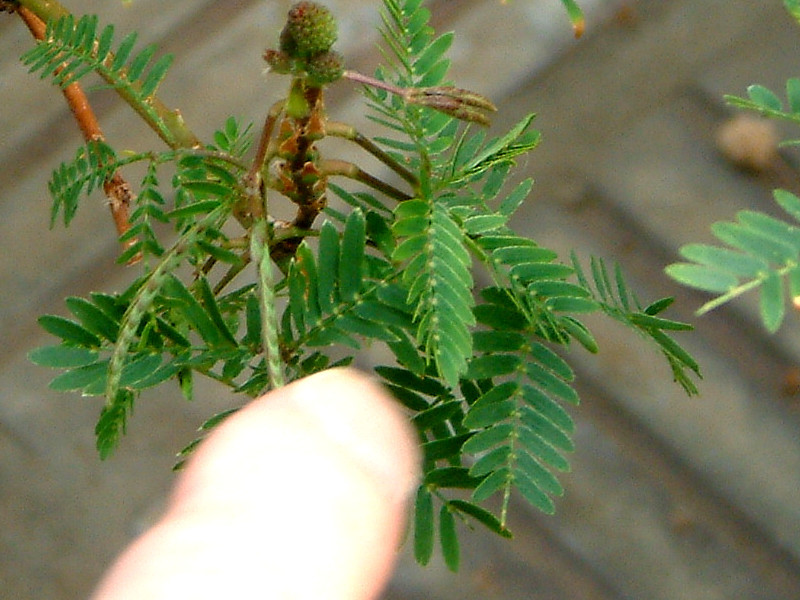 Mimosa pudica