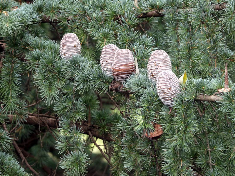 Himalayan Cedar