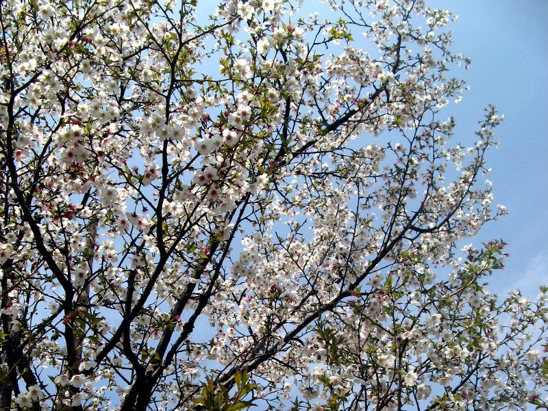 豆桜