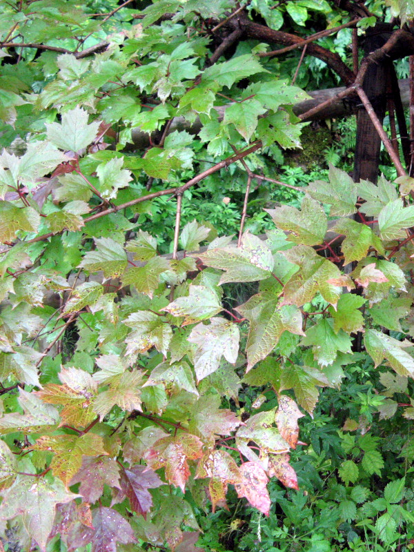 Viburnum sargentii