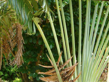 Ravenala madagascariensis