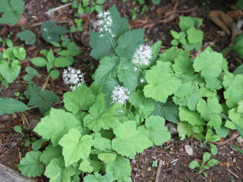 ルイヨウショウマ Actaea Asiatica かぎけん花図鑑