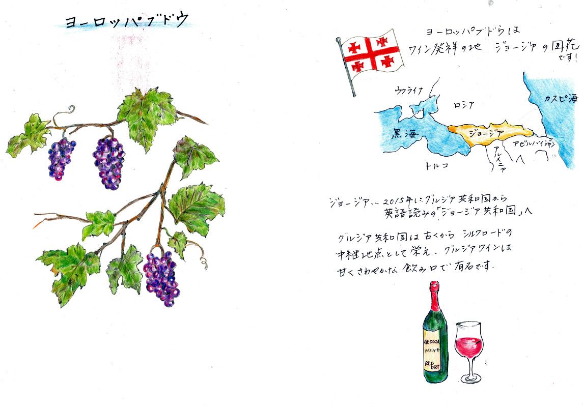 Common grapes