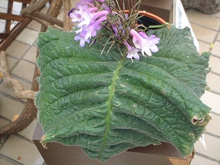 Streptocarpus