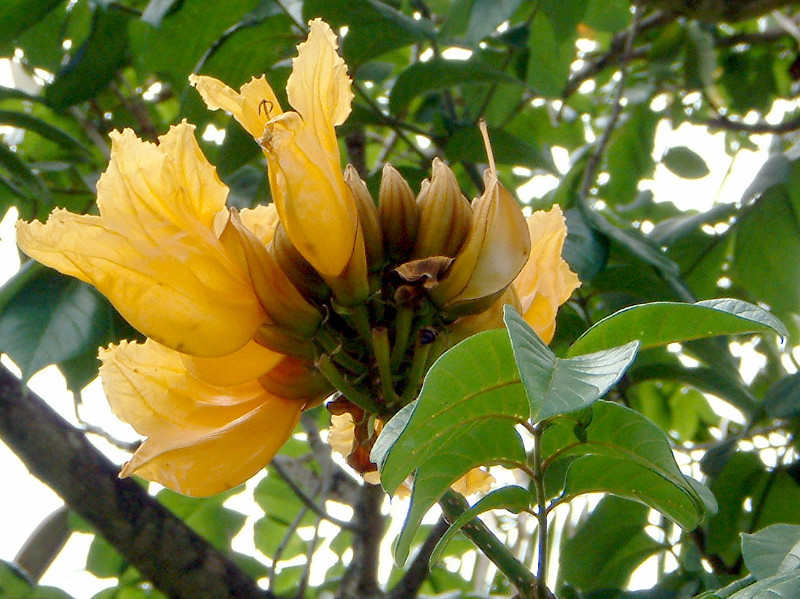 Yellow African Tulip Tree