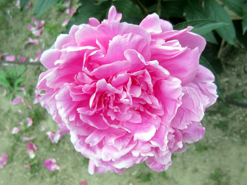 Chinese peony, Paeonia lactiflora