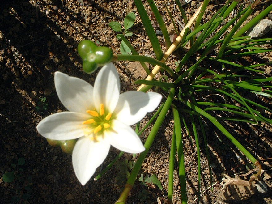 Zephyranthus candida