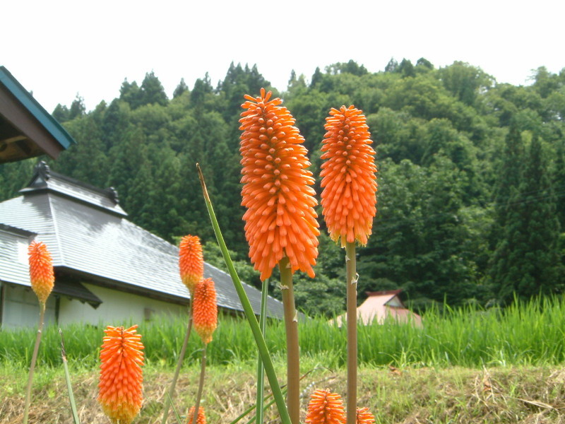 トリトマ Kniphofla Uvaria かぎけん花図鑑