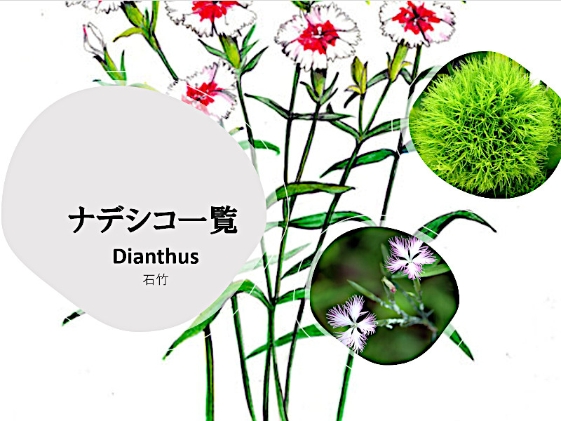 Dianthus