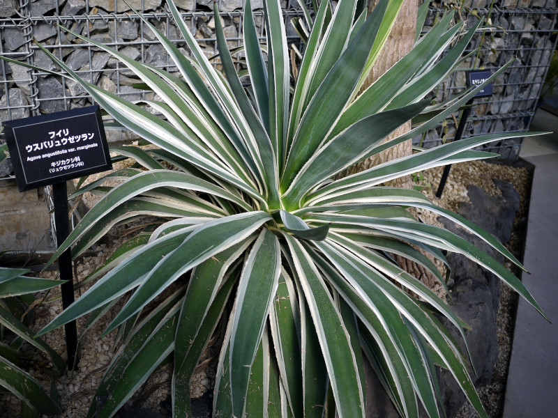 Agave angustifolia "margiana"