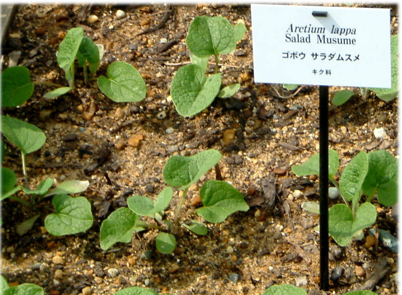 ゴボウ Arctium Lappa L かぎけん花図鑑