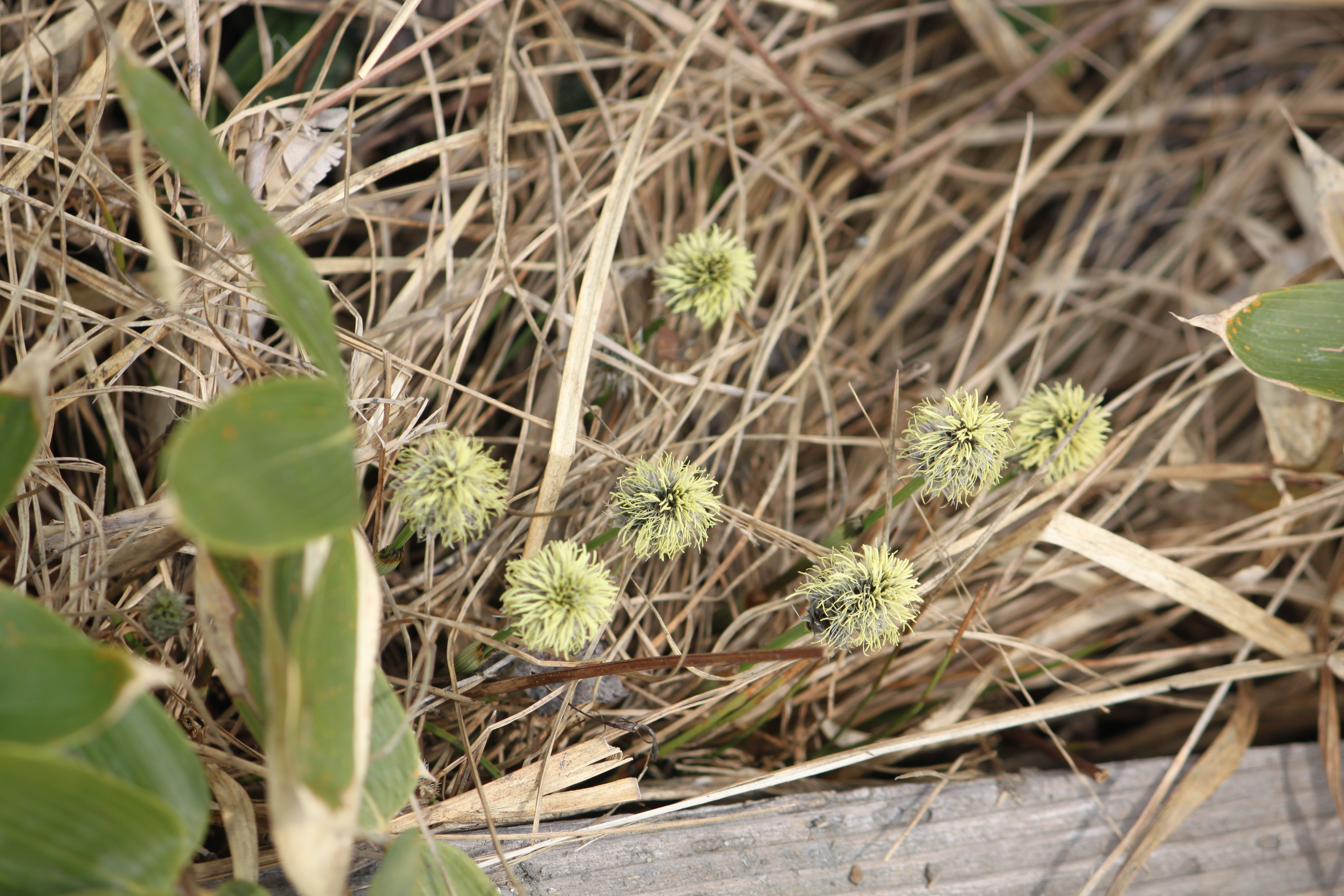 Eriophorum vaginatum