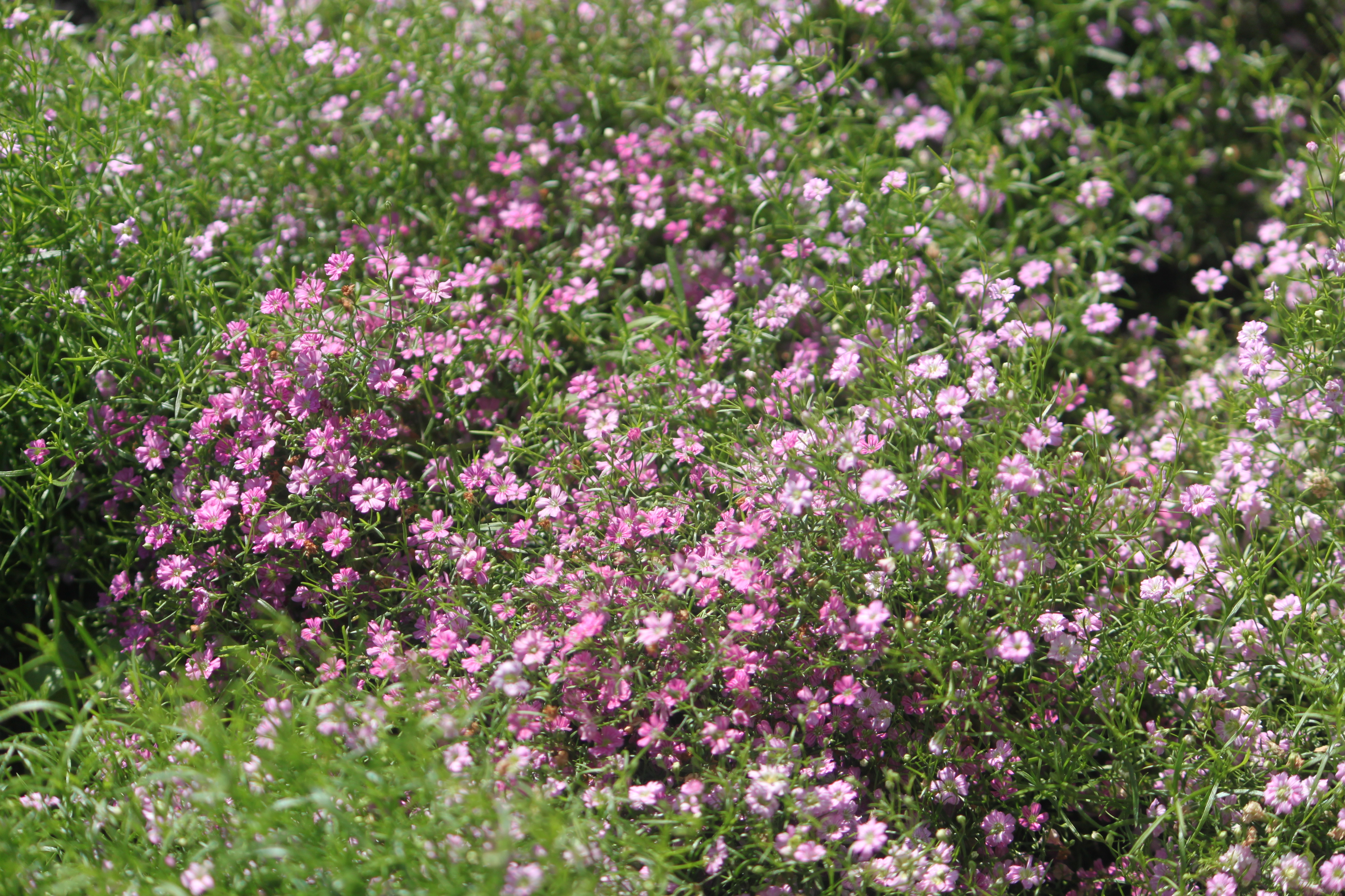 Gypsophila muralis 'gipsy pink'