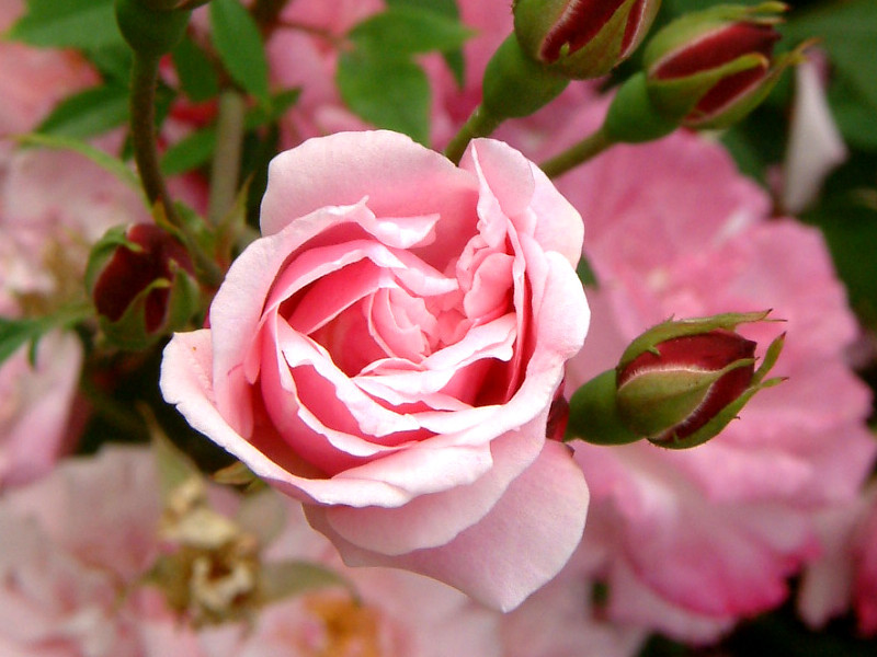 Rose (Rosa 'Pink Cameo') in the Roses Database 