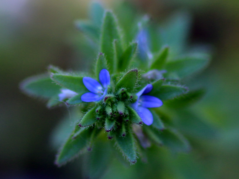 Veronica persica