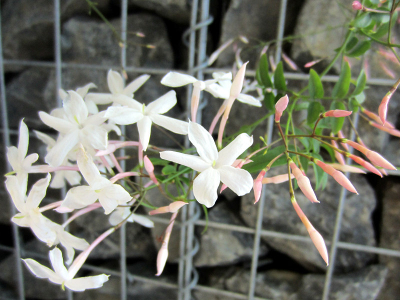 Jasmimum polyanthum 