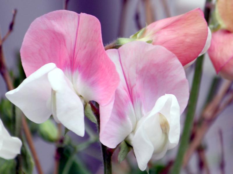 スイートピー | Lathyrus odoratus | かぎけん花図鑑