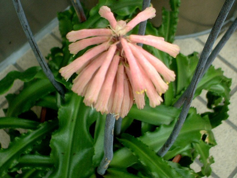 Veltheimia capensis