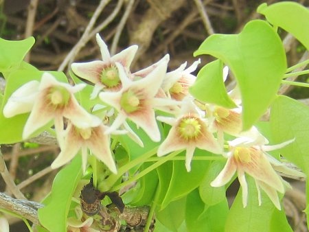 Stauntonia obovatifoliola