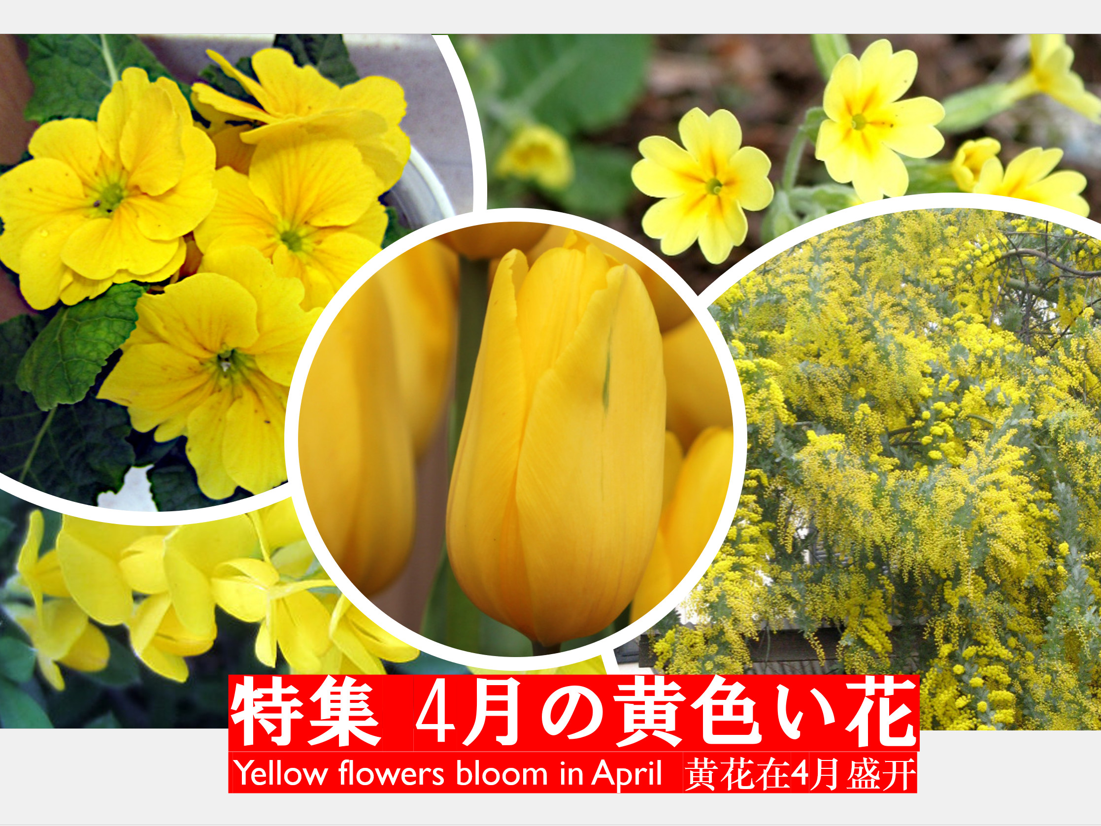 Yellow flowers bloom in April