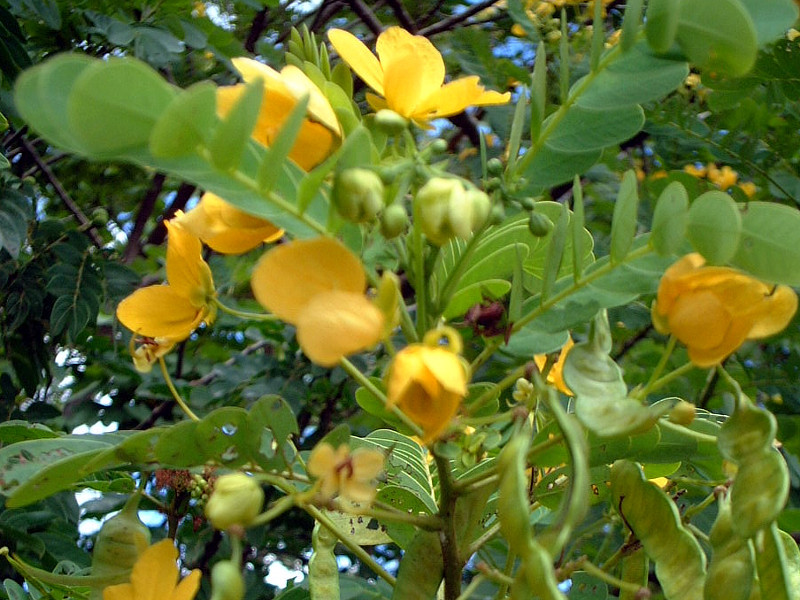 ハナセンナ Senna Corymbosa かぎけん花図鑑