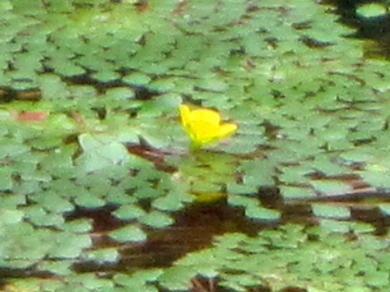 Ludwigia sedoides