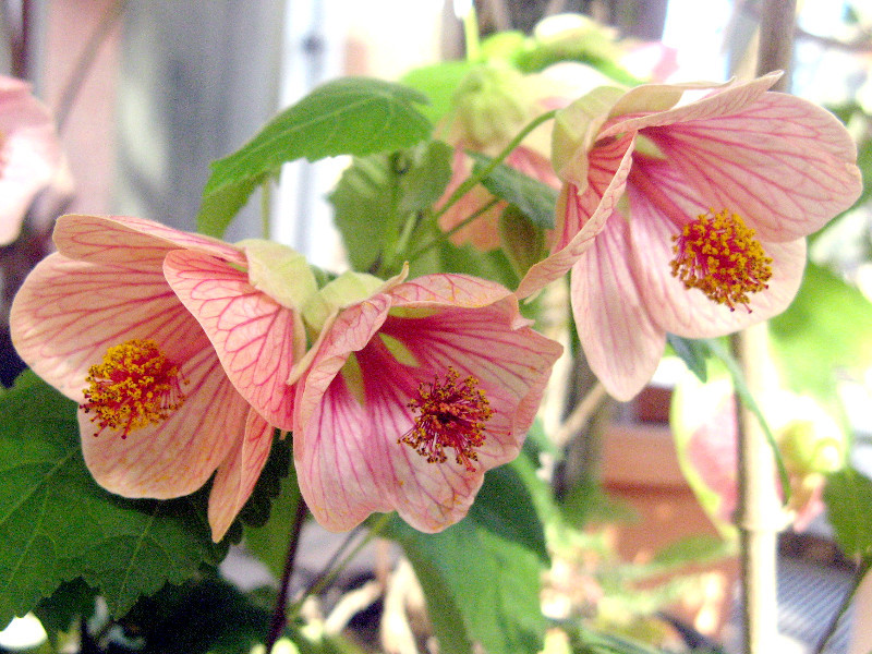 アブチロン Abutilon かぎけん花図鑑