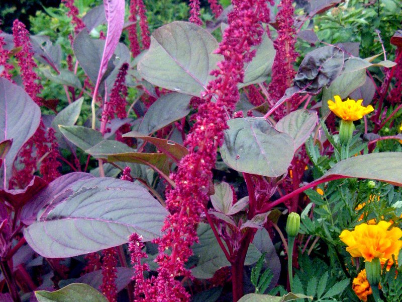 アマランサス クルエンタス Amaranthus Cruentus かぎけん花図鑑