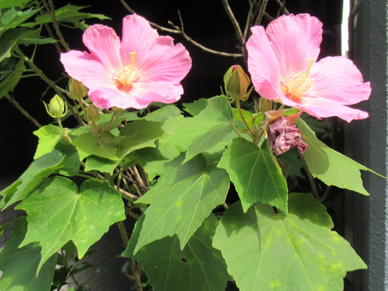 Hibiscus mutabilis