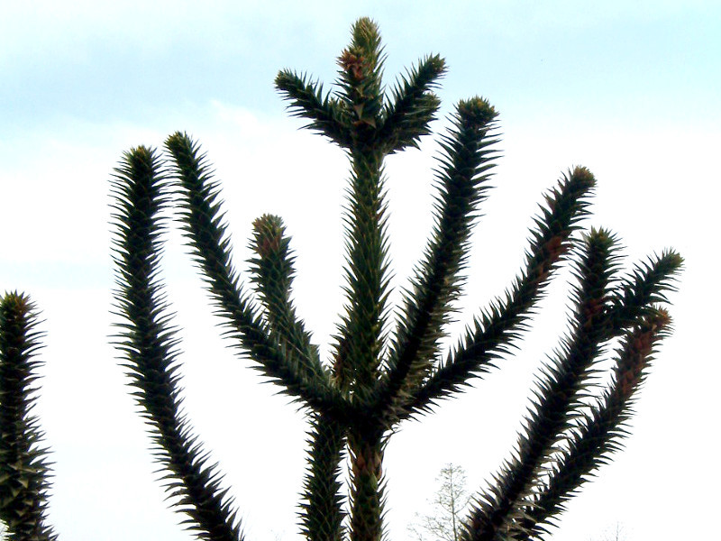 Araucaria araucana