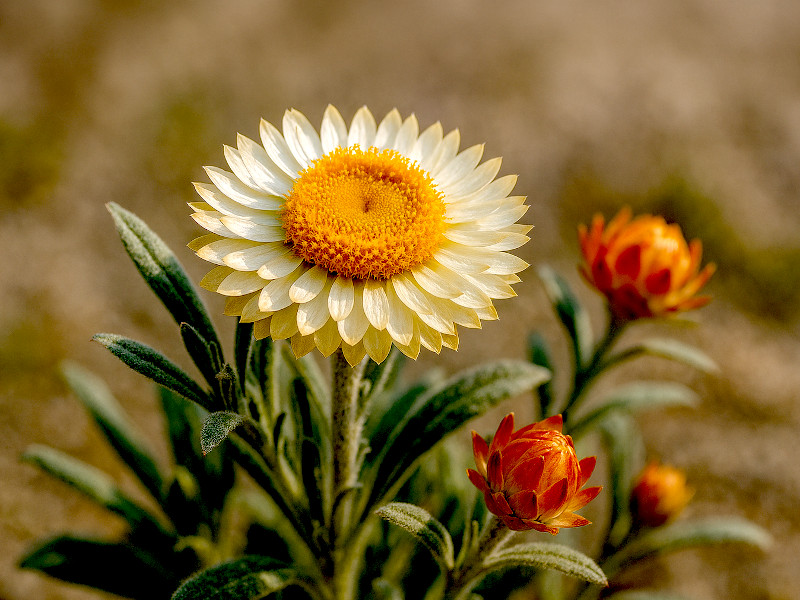 Helichrysum bracteatum