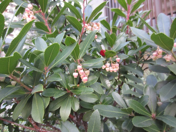 Arbutus unedo 'Compacta'