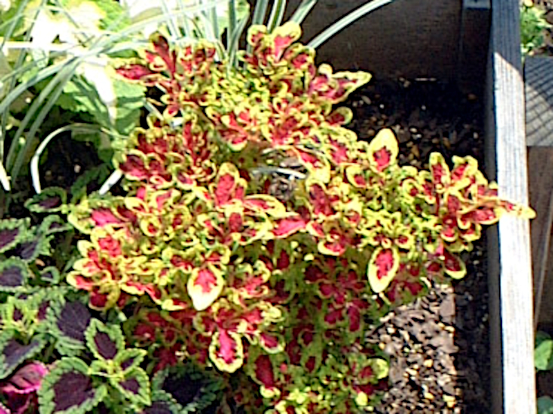 Coleus