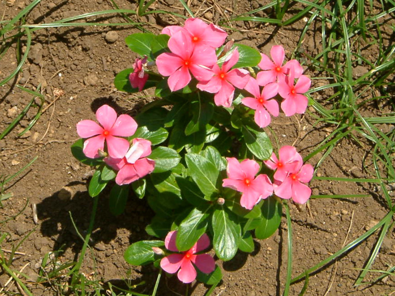 Catharanthus roseus