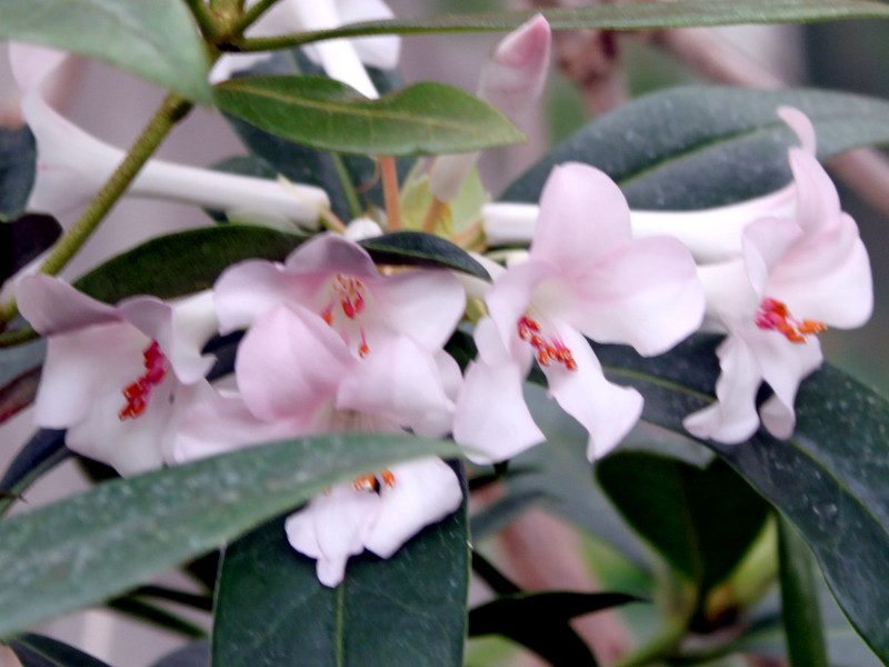 Rhododendron vireya