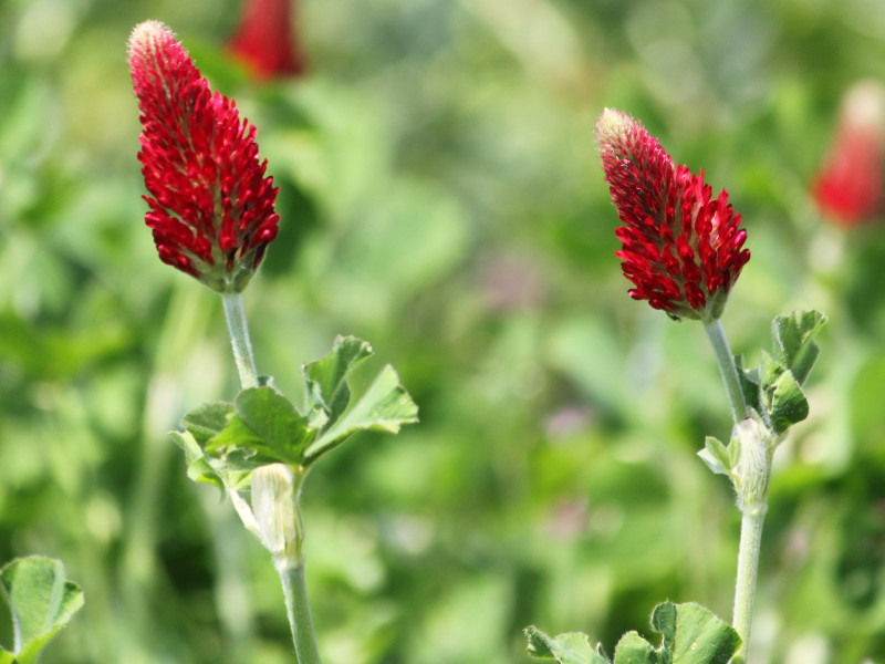 ストロベリー・キャンドル | Trifolium incarnatum | かぎけん花図鑑