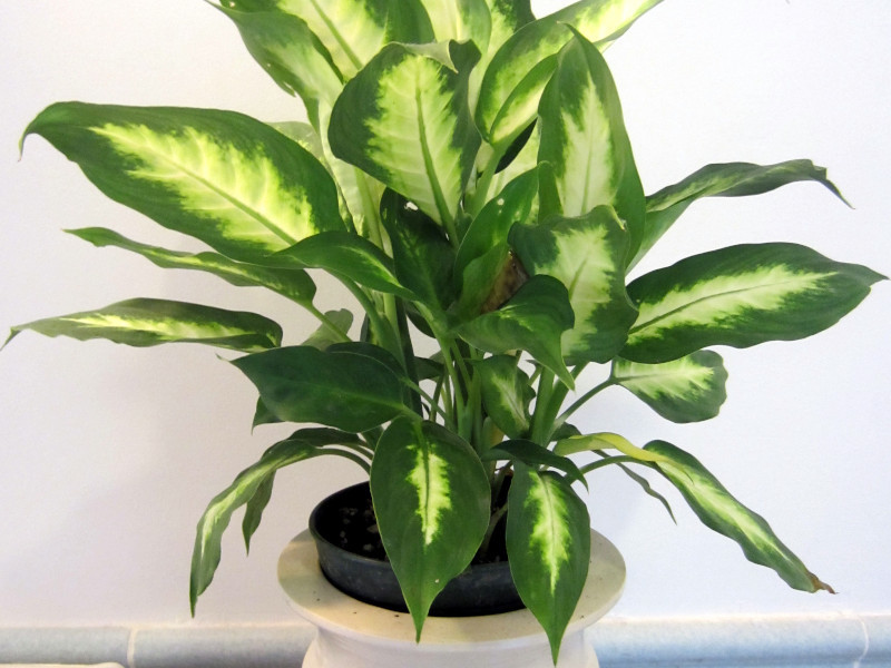 ディフェンバキア Dieffenbachia かぎけん花図鑑