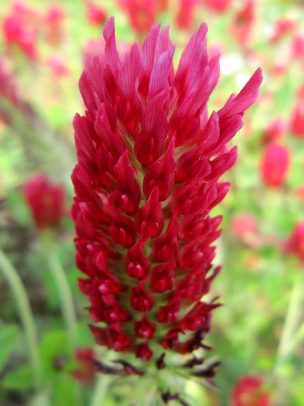 crimson clover