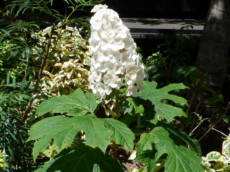 Oakleaf hydrangea