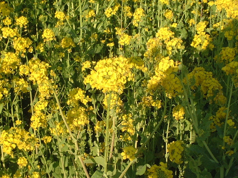 アブラナ Brassica Rapa Var Amplexicaulis かぎけん花図鑑