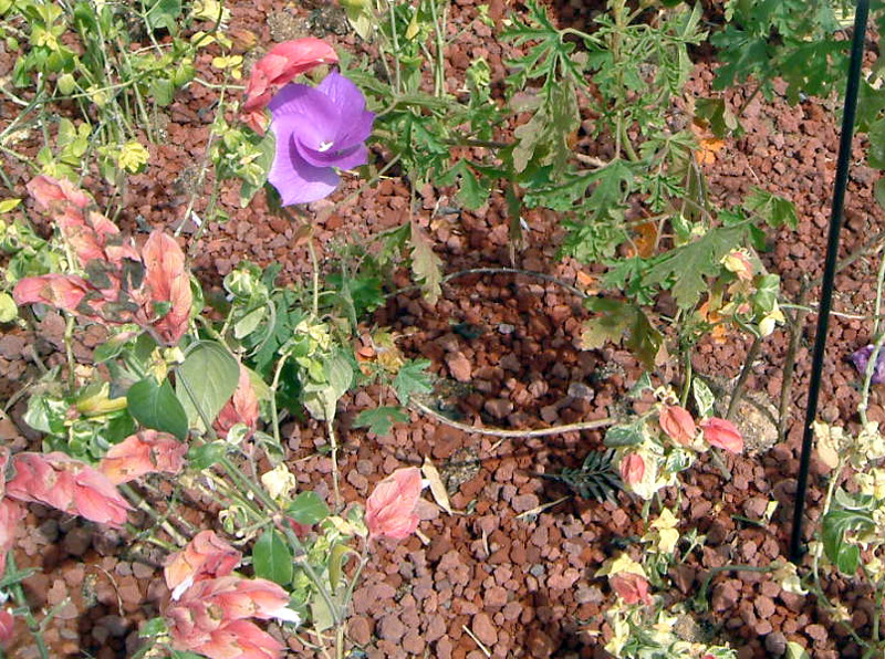 ブルーハイビスカス Alyogyne Huegelii かぎけん花図鑑