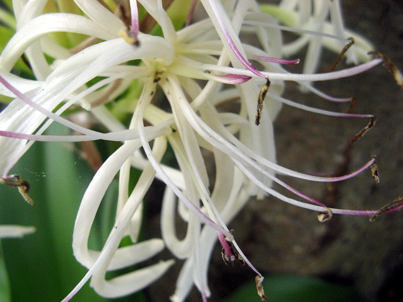 ハマユウ Crinum Asiaticum かぎけん花図鑑