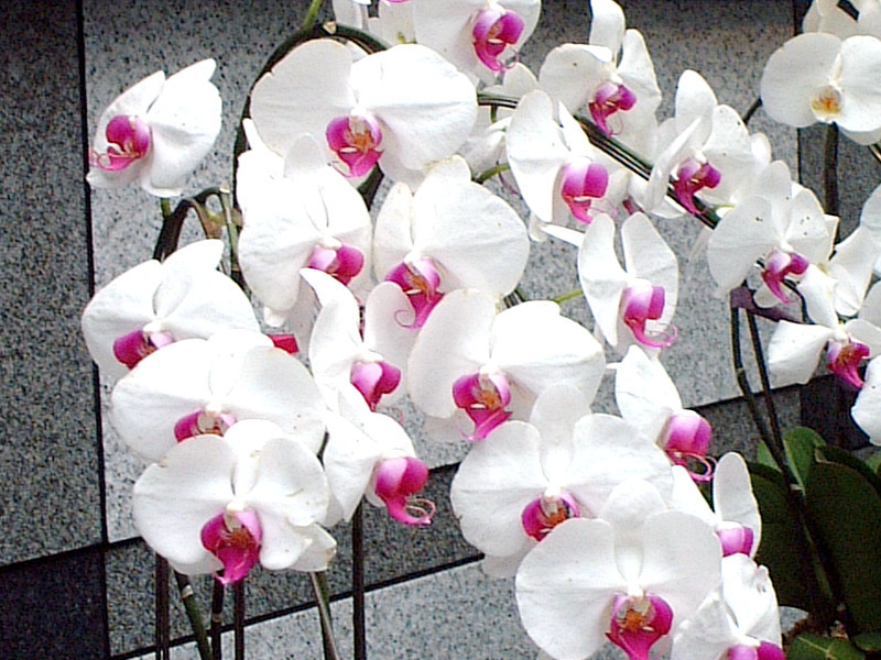 Moth orchid