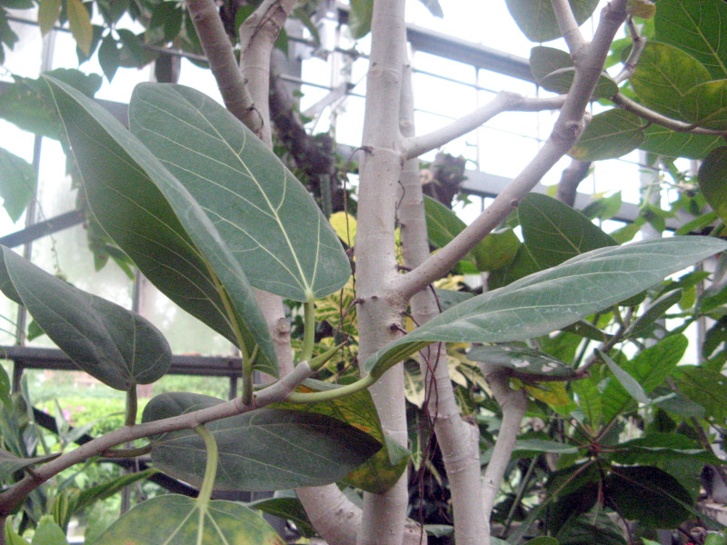 ベンガルボダイジュ Ficus Benghalensis かぎけん花図鑑