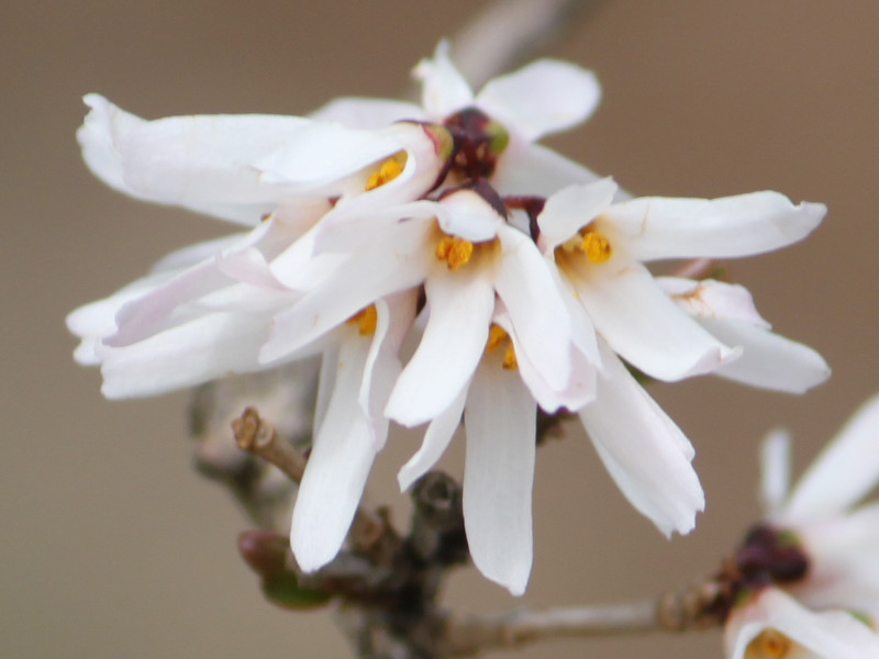 Abeliophyllum distichum