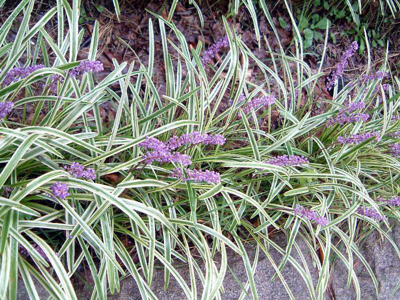 Liriope muscari